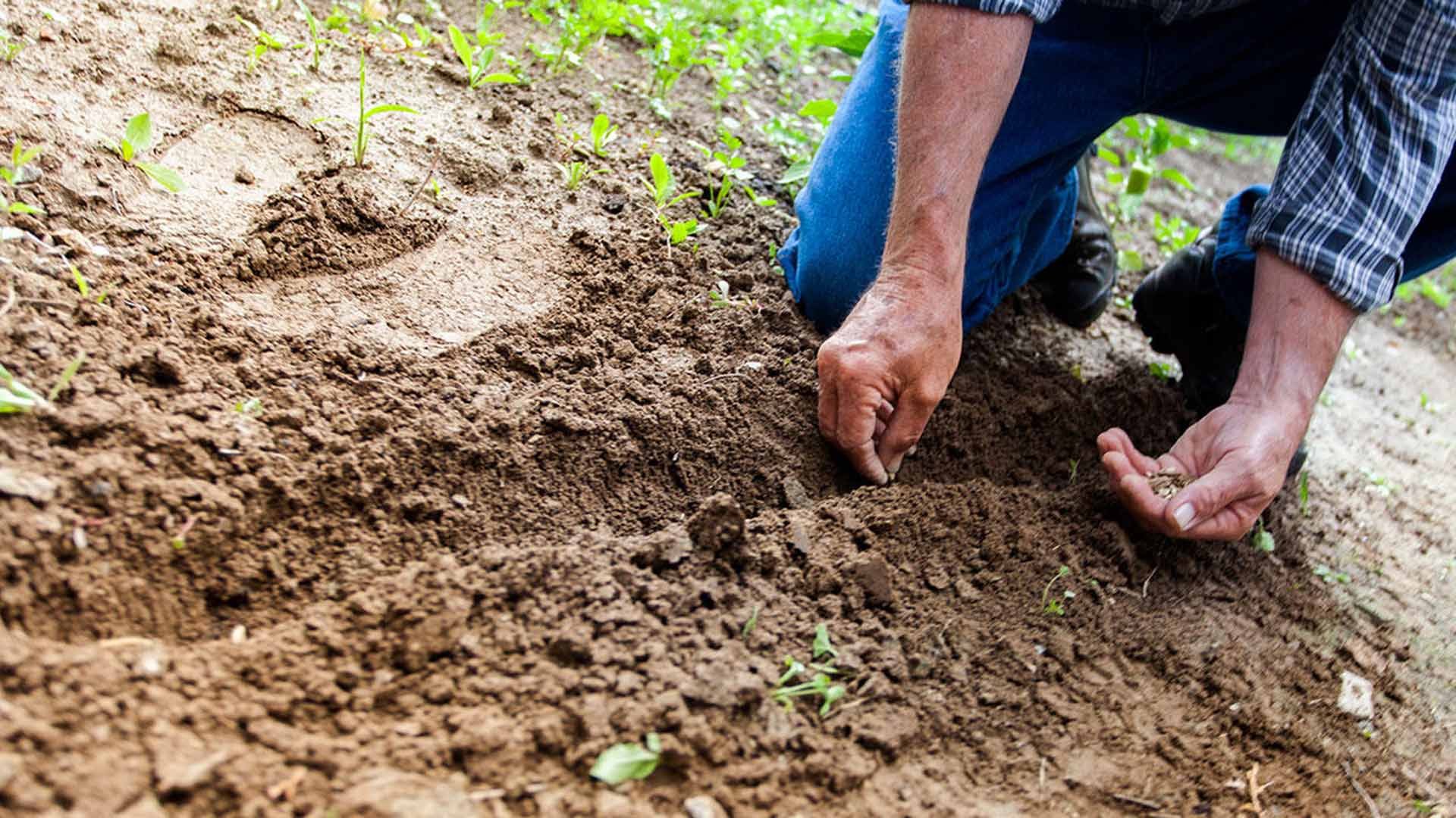Agriculture