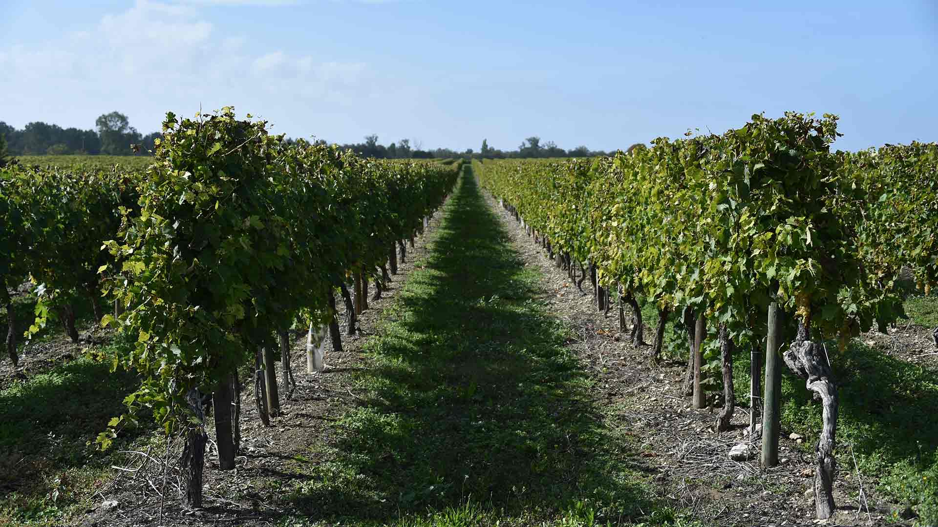 vignes