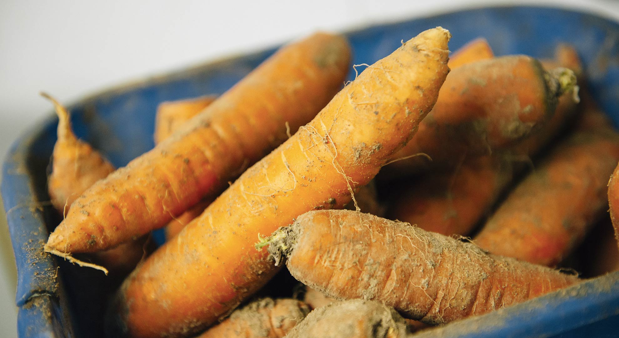 Carottes