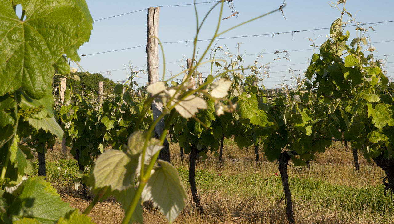 Un accélérateur pour la viticulture
