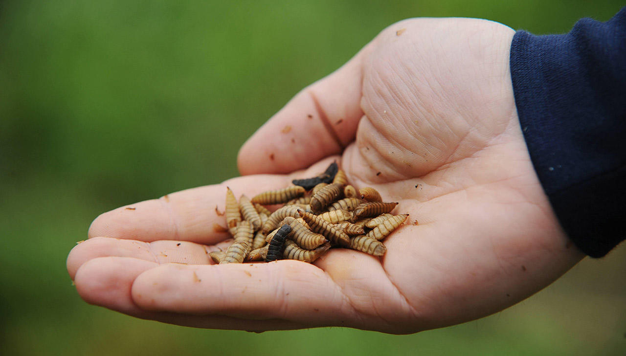 Profession : éleveurs d’insectes 