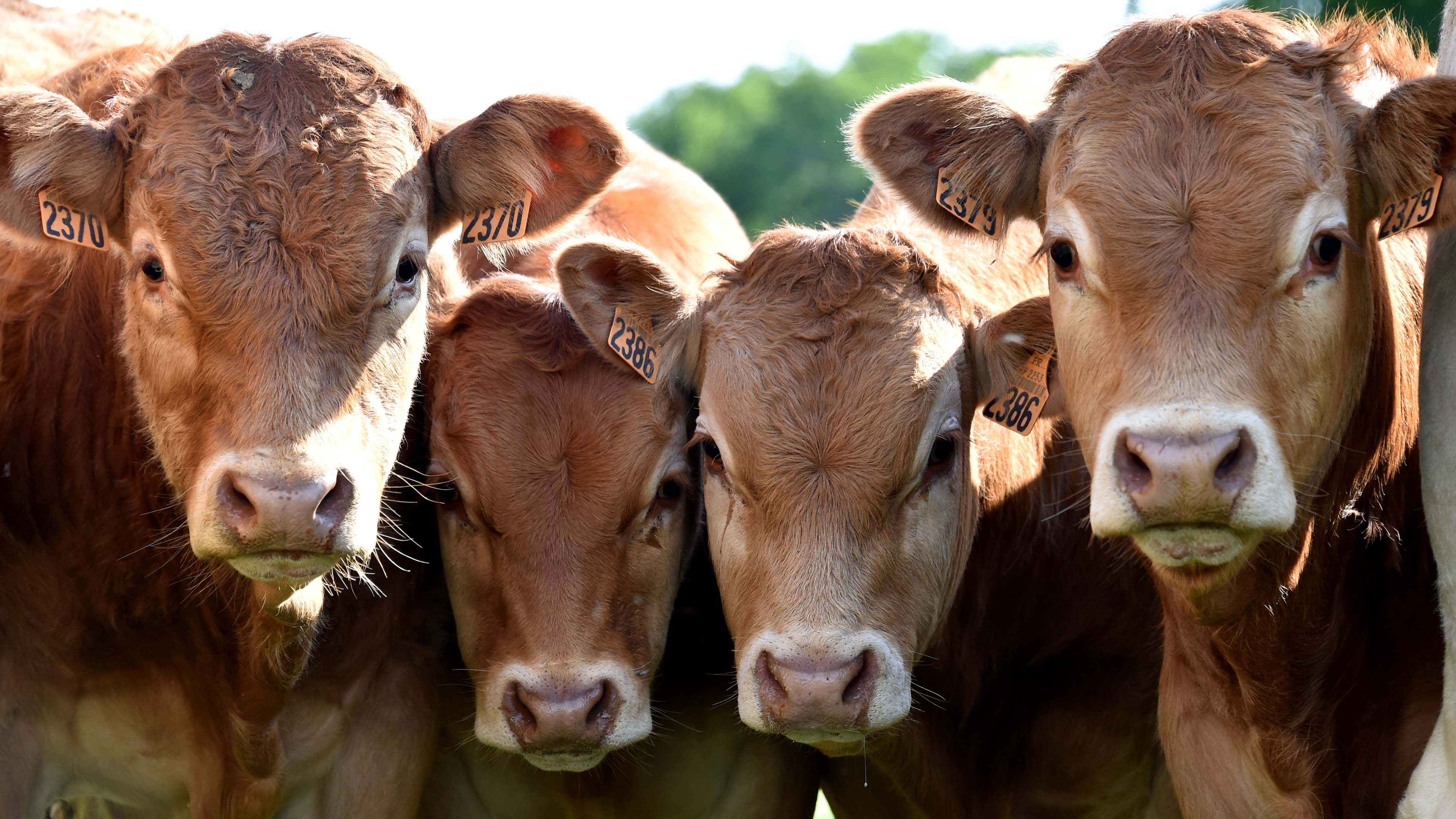 vaches