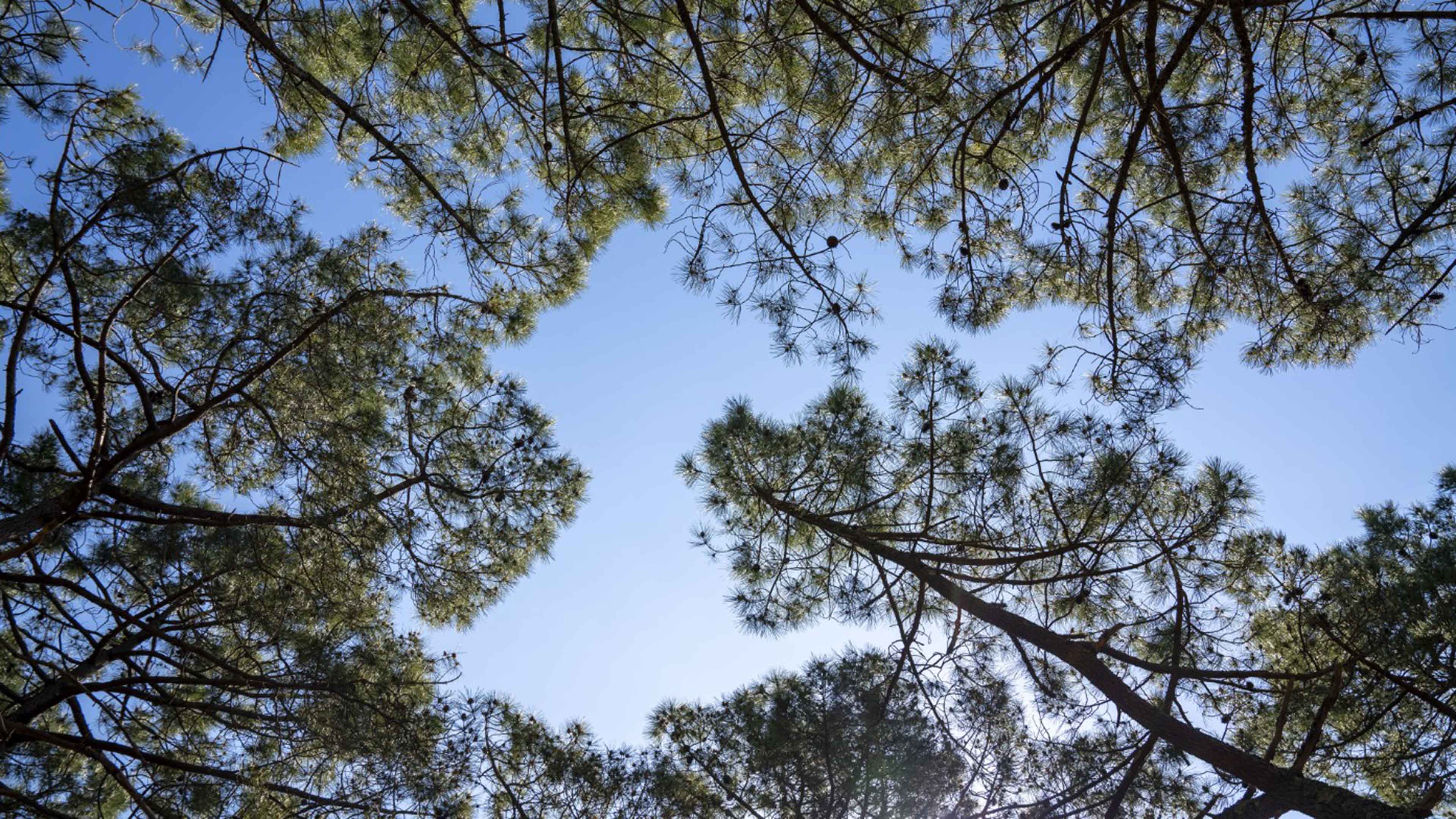 Foret
