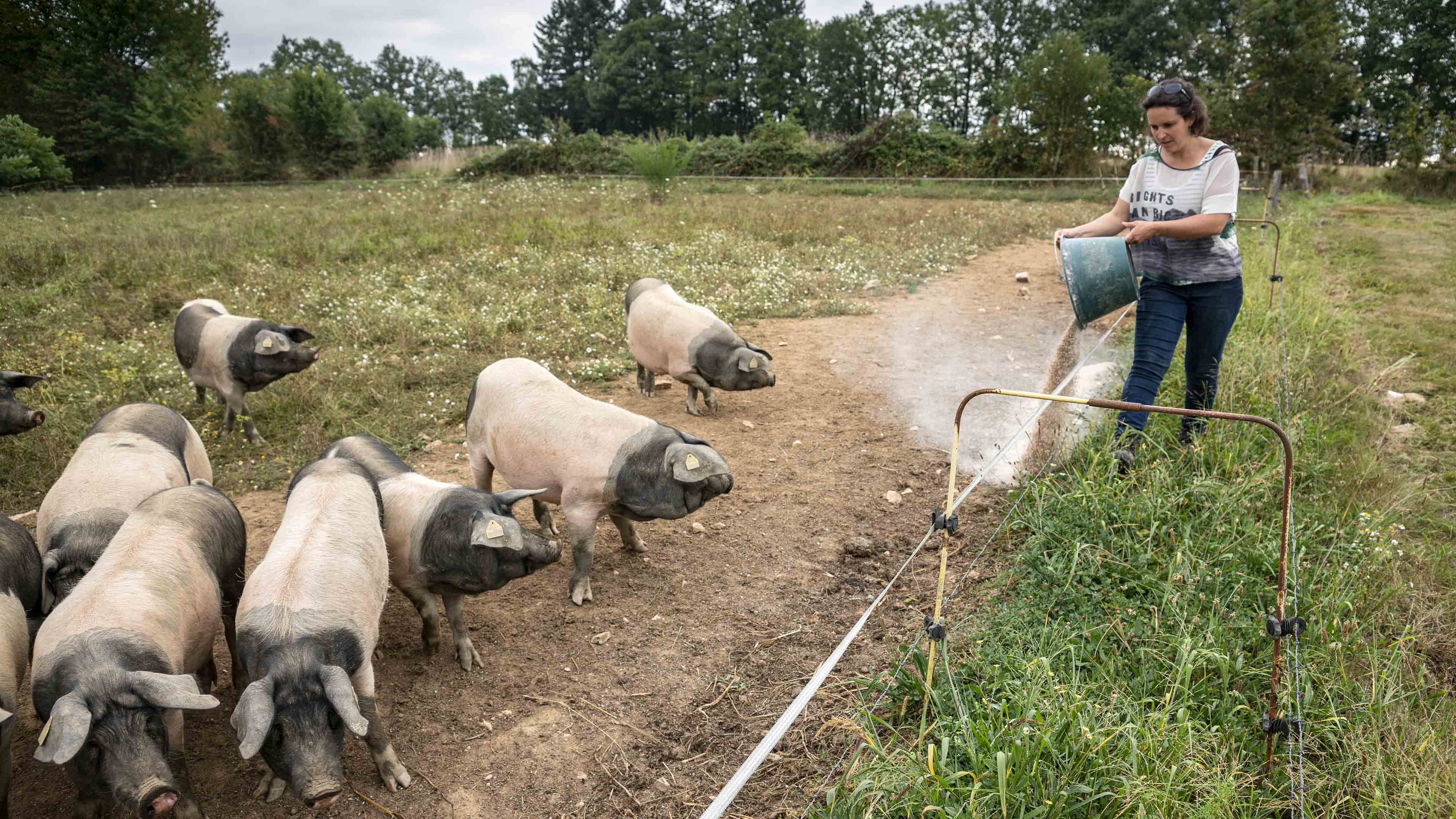 élevage de cochons de porc noir