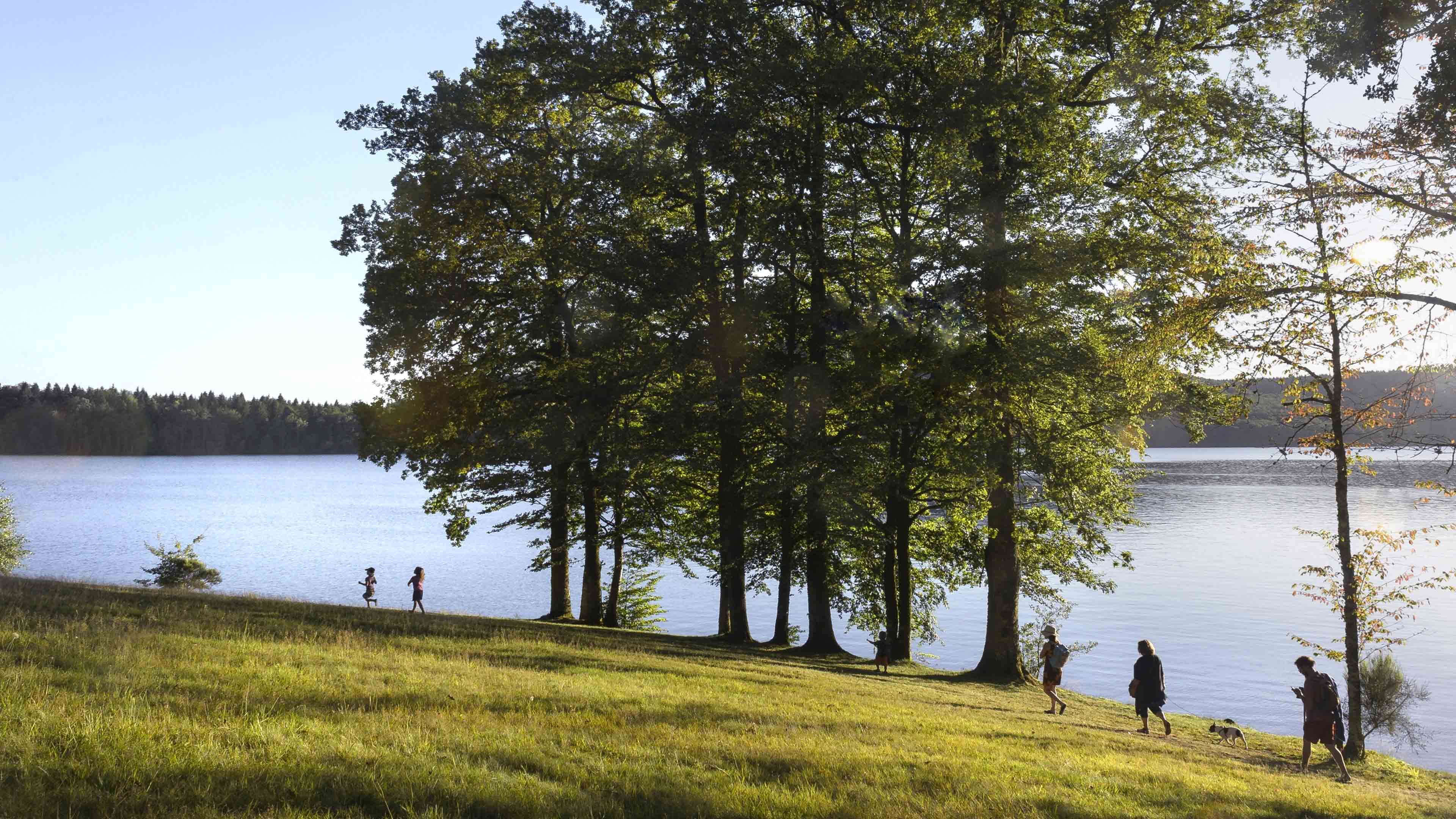 végétation devant lac