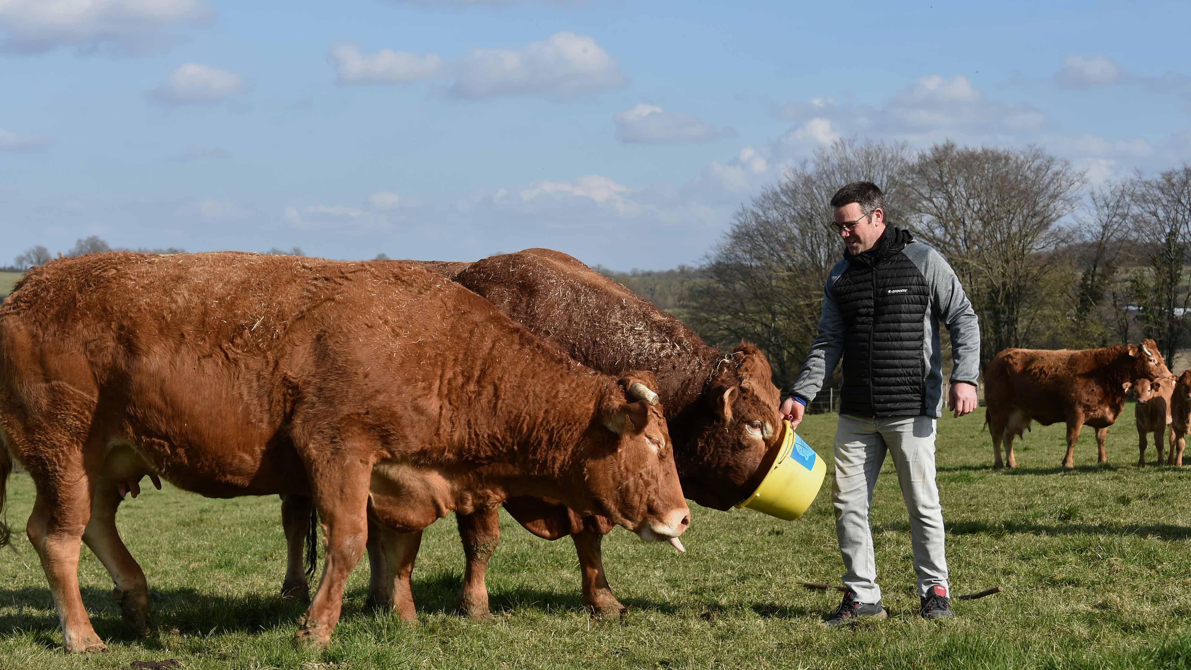 Agriculteur nourrissant des boeufs