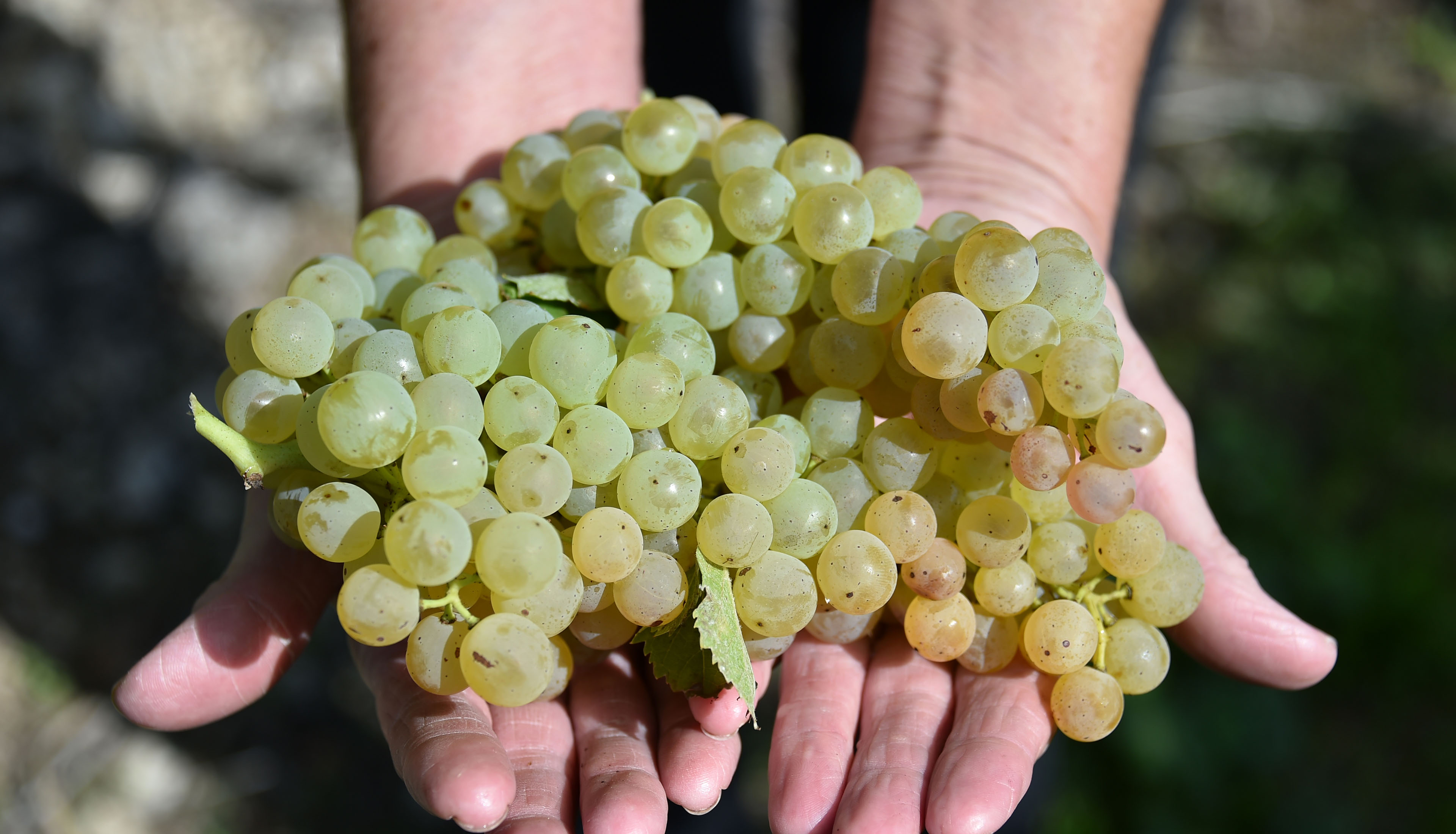 Une viticultrice présente une grappe de raisin blanc