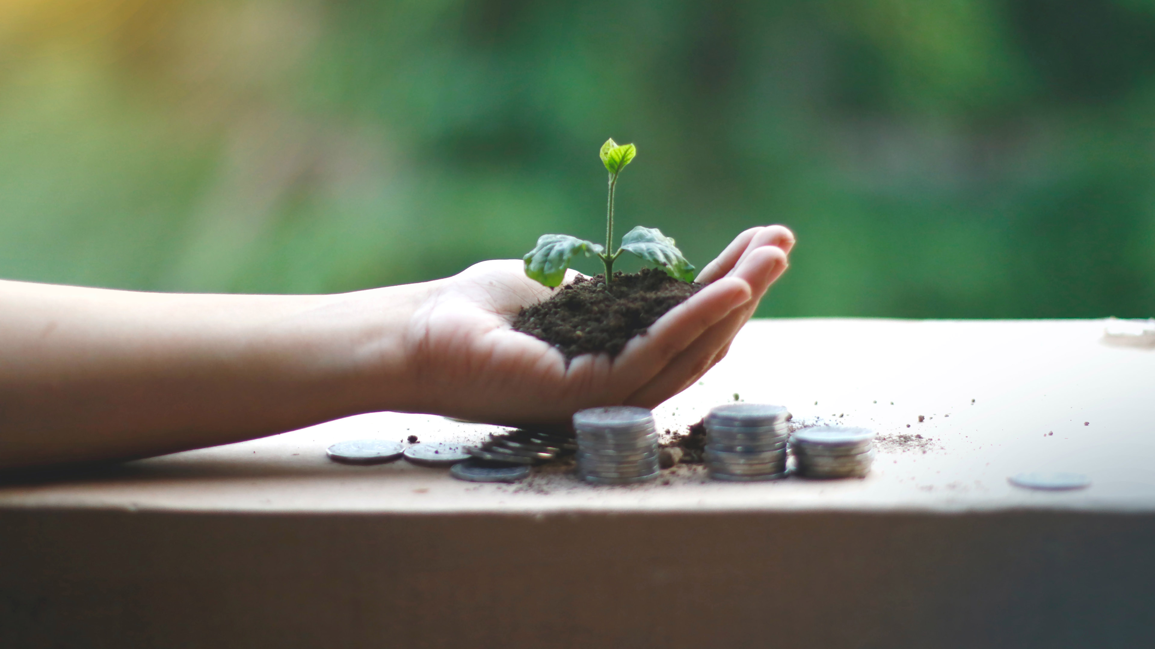 Une pousse de plante verte à côté de pièces d'argent