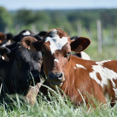 Beef carbon : un programme pour réduire l’empreinte carbone de la viande bovine