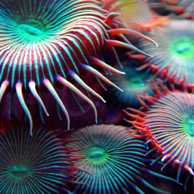 Biomimétisme, l'innovation durable et responsable