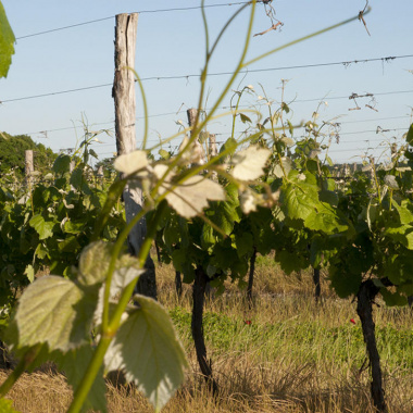 Un accélérateur pour la viticulture