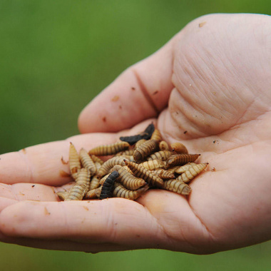 Profession : éleveurs d’insectes