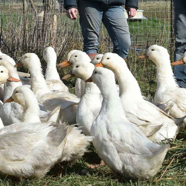 Terres d’accueil : jeunes agriculteurs testez vos idées