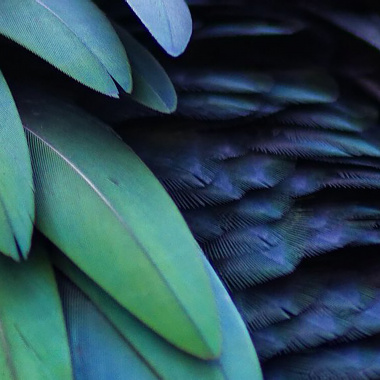 Conférence - Biomimétisme, comment la nature inspire les innovations durables ? 
