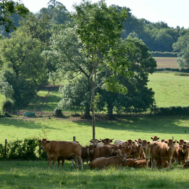 Quand élevage rime avec agroécologie