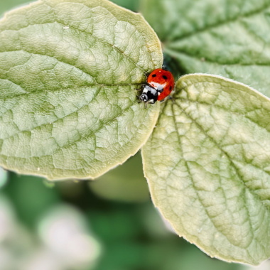 Agriculture : une feuille de route régionale biocontrôle et biosolutions