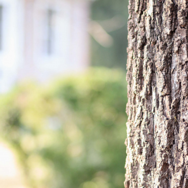 La filière forêt, bois et papier en Nouvelle-Aquitaine