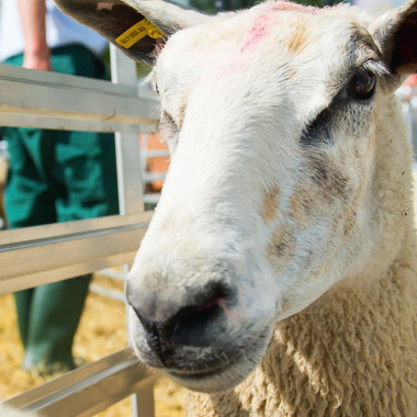 Tech-Ovin 2023 - Le salon national du mouton