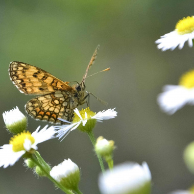 Fonds NAture : un levier pour financer des projets de biodiversité