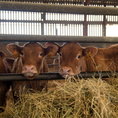Un think tank pour accompagner les transitions agricoles