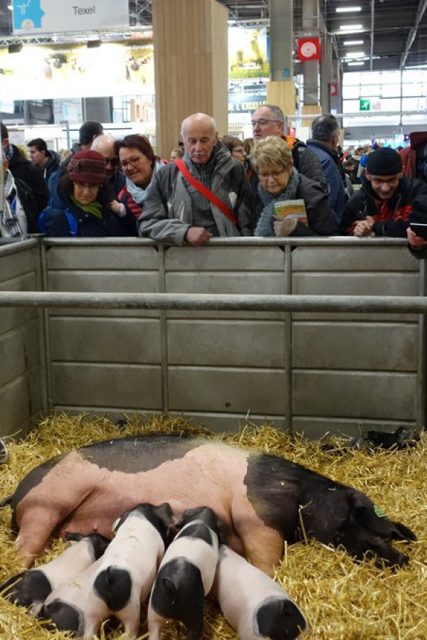 Salon de l’agriculture 2018 : la Région défend ses savoir-faire
