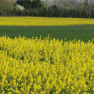 Colloque Responsabilité Sociétale des Entreprises (RSE)