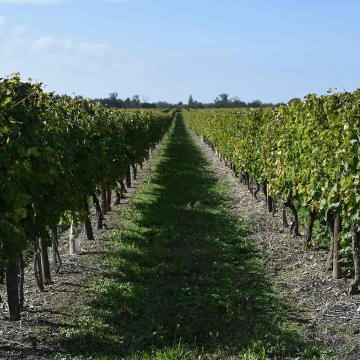 VitiREV, innovons pour des territoires viticoles respectueux de l'environnement