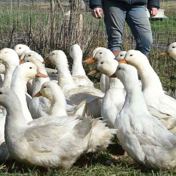 Terres d’accueil : jeunes agriculteurs testez vos idées