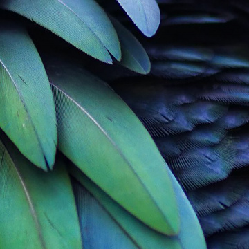 Conférence - Biomimétisme, comment la nature inspire les innovations durables ? 