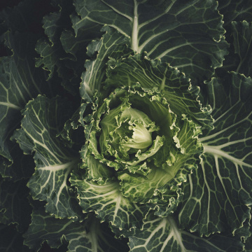 Forum agriculture innovation 2020 - Spécial Foodtech