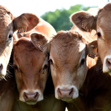 6e Forum agriculture innovation - spécial élevage