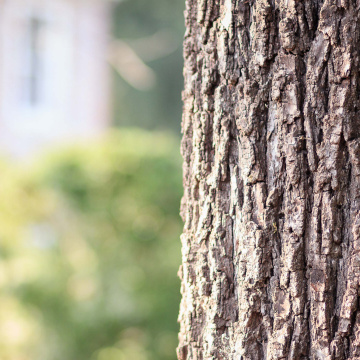 La filière forêt, bois et papier en Nouvelle-Aquitaine