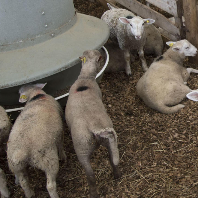 Le CIIRPO, laboratoire de la brebis innovante