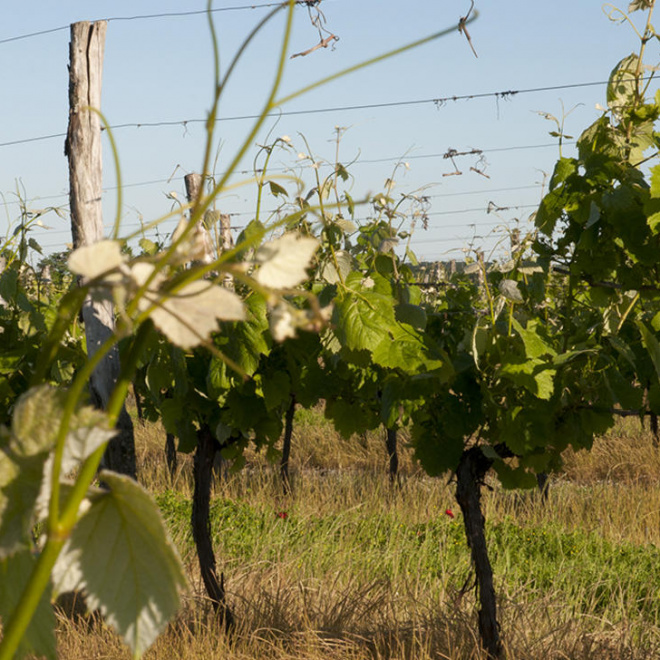 Un accélérateur pour la viticulture