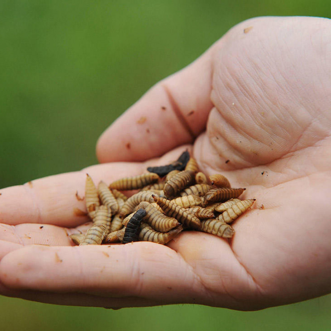 Profession : éleveurs d’insectes