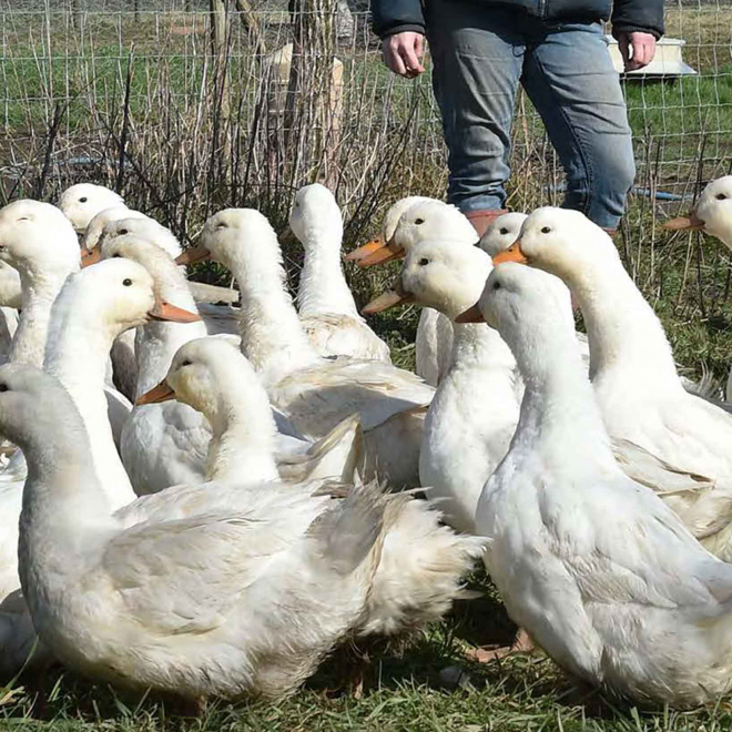 Terres d’accueil : jeunes agriculteurs testez vos idées