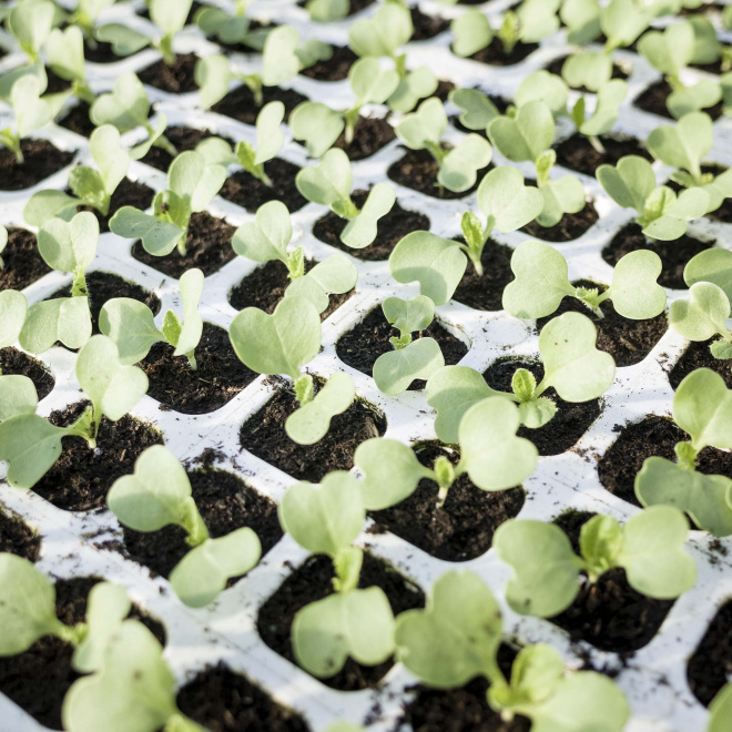 Souveraineté alimentaire, utopie ou réalité ?