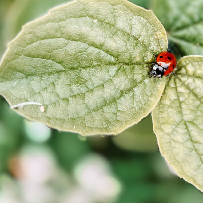 Agriculture : une feuille de route régionale biocontrôle et biosolutions