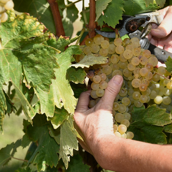 Une nouvelle chaire de recherche "Vin, vignobles et attentes sociétales"