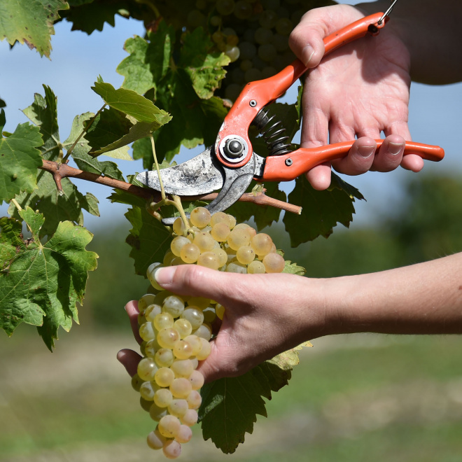 Le campus régional de la vigne et du vin