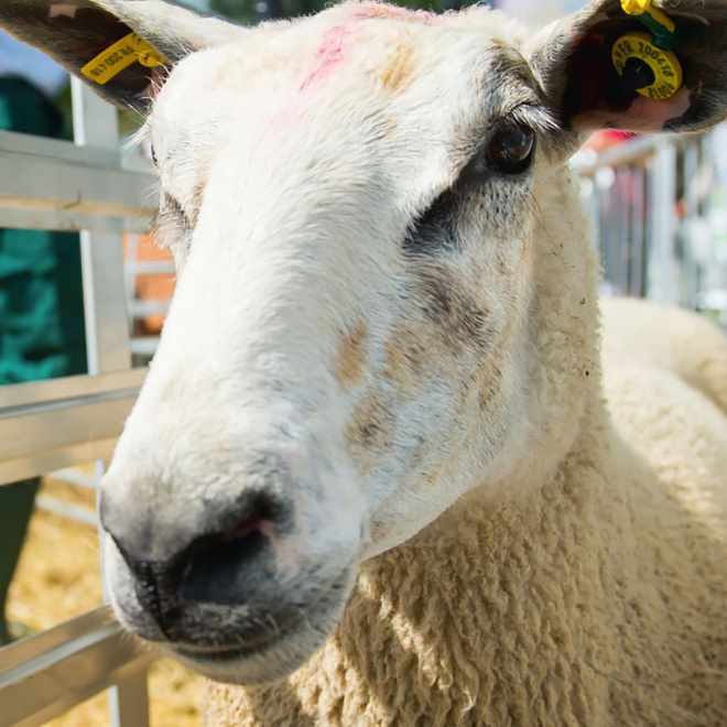 Tech-Ovin 2023 - Le salon national du mouton