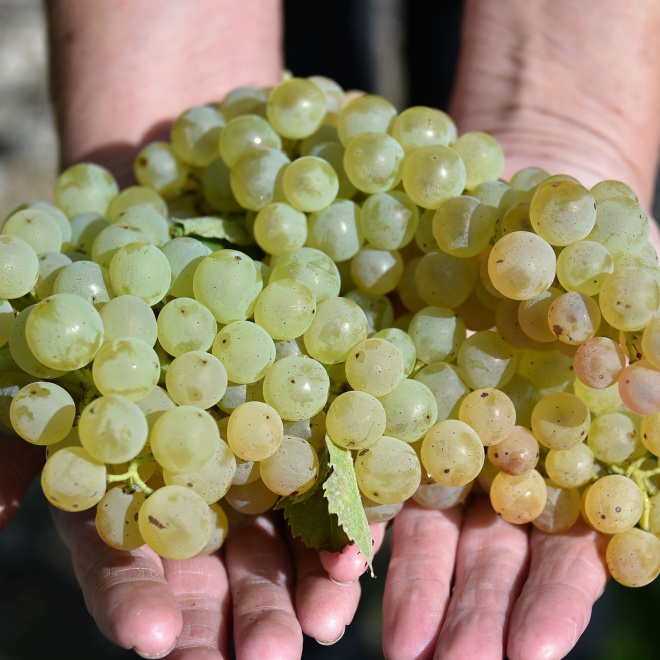 Tribune des laboratoires d'innovation territoriale de VitiREV