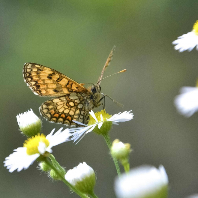 Fonds NAture : un levier pour financer des projets de biodiversité