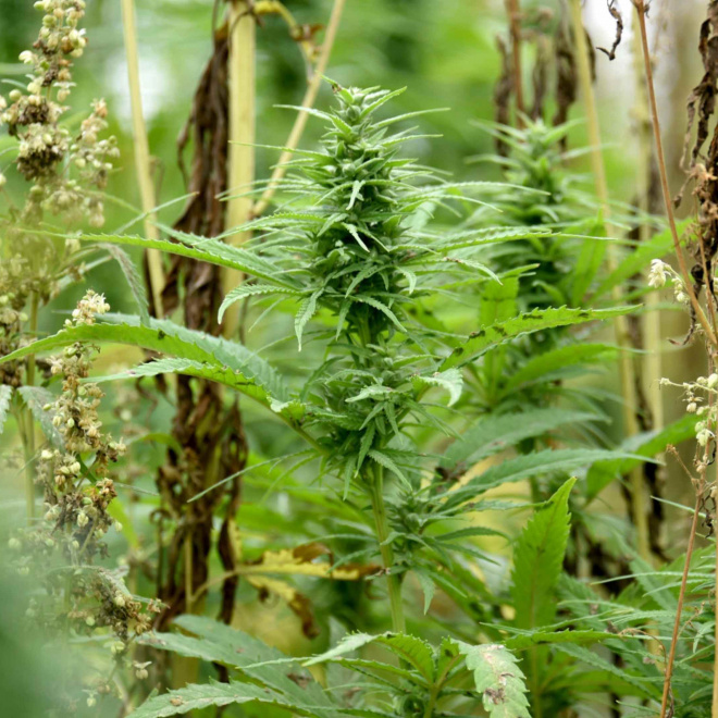 La filière Chanvre en Nouvelle-Aquitaine