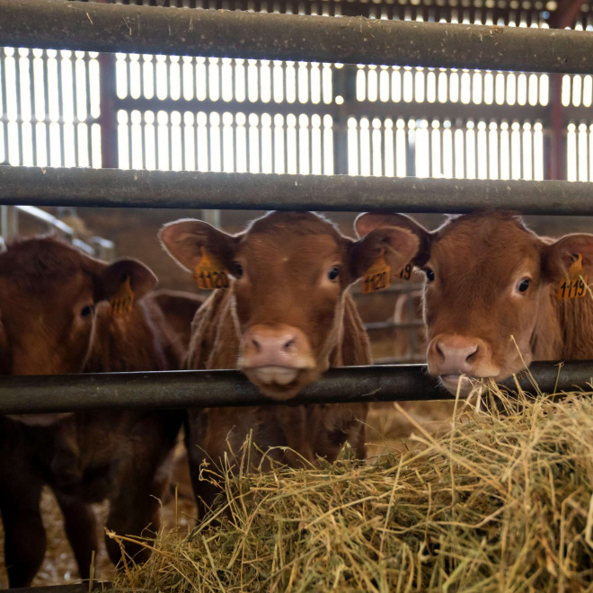 Un think tank pour accompagner les transitions agricoles